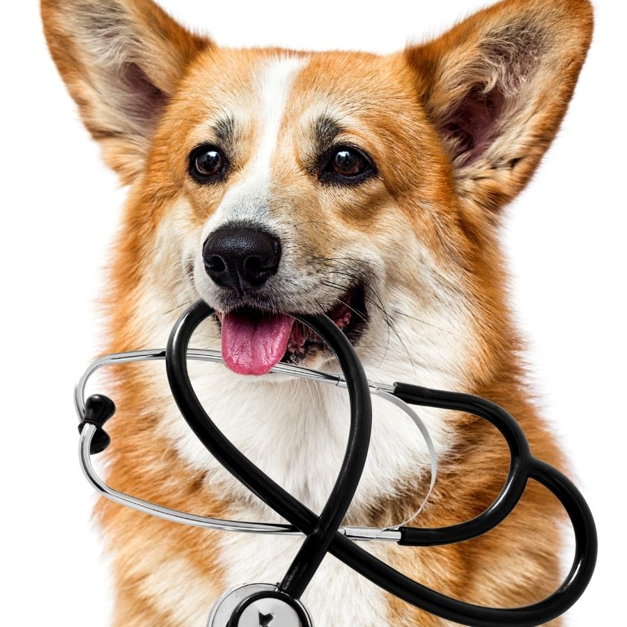 Clinica Veterinaria Gatika - Veterinario Hospitalet — Perro