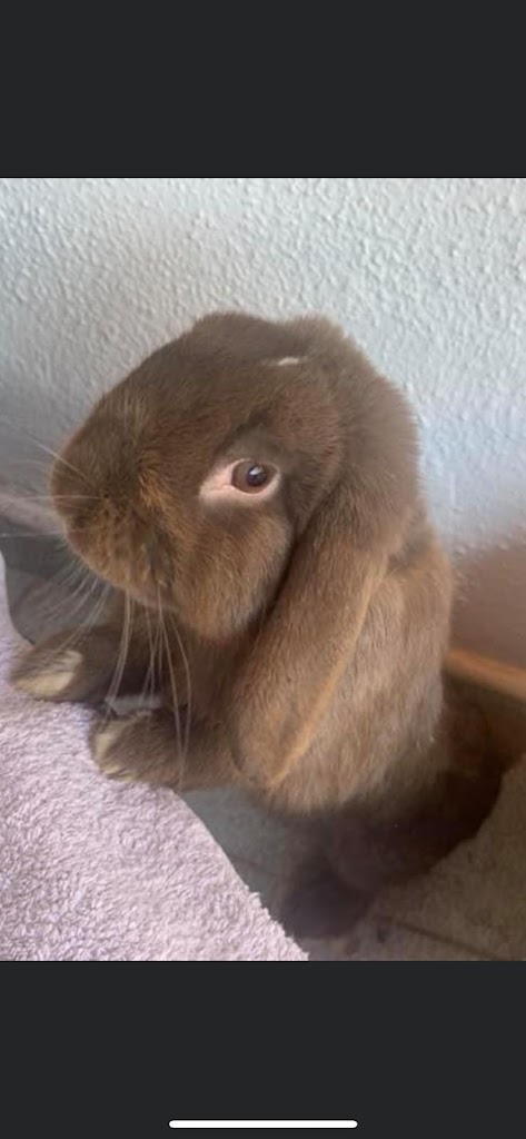 Clinica Veterinaria Maspalomas — Conejo