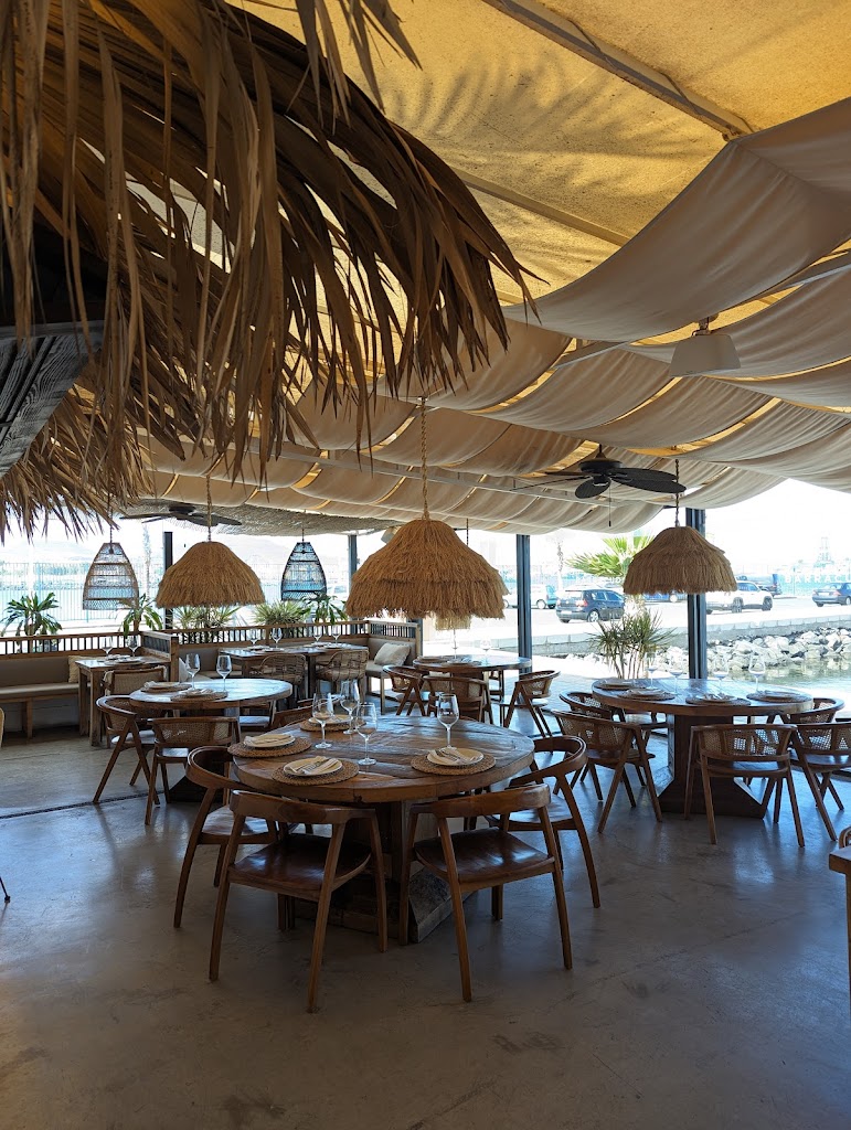 Barracuda Las Palmas