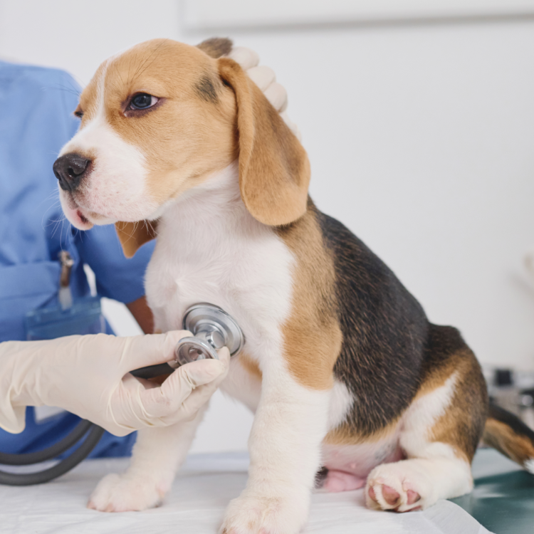 Clinica Veterinaria Mas Iglesias WECAN — Perro