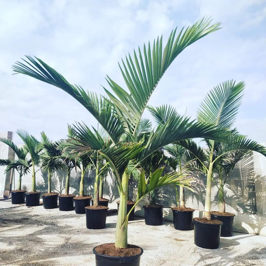 Viveros Bonanza Valencia