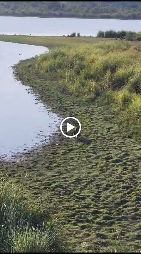 Videos