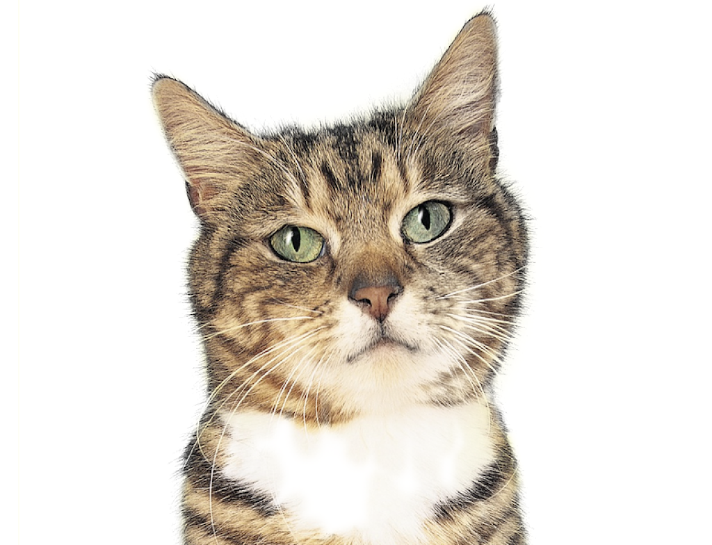 Centro clinico veterinario Boavet — Gato