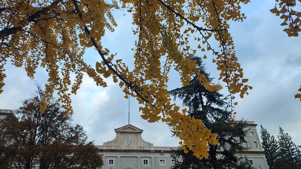 Ginkgo de la Universidad de Navarra. Arbol singular de Pamplona