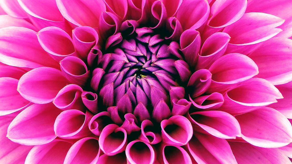 Flowers of Boca