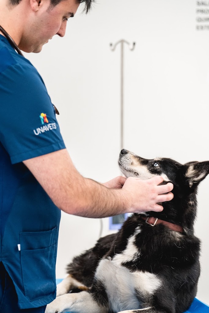 Hospital Veterinario Gasteiz — Perro