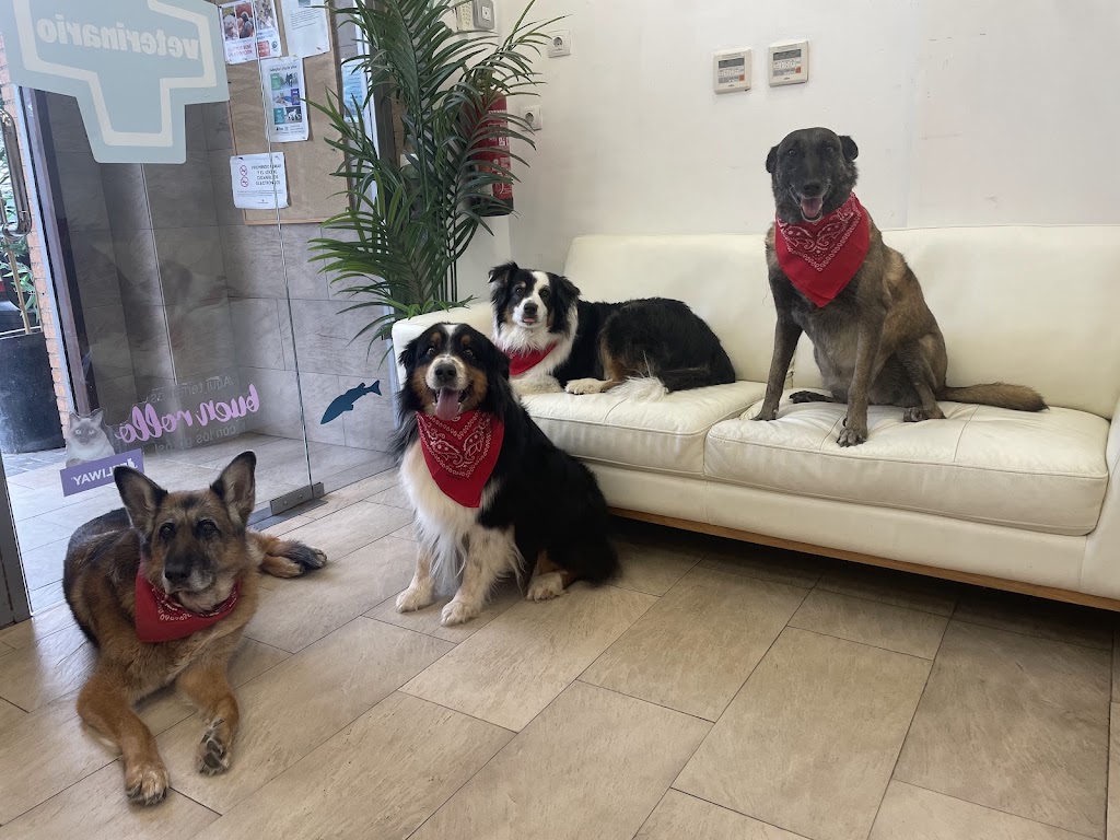 VETSOS | Veterinario Villanueva de la Canada — Del propietario