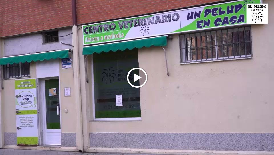 UN PELUDO EN CASA (clinica veterinaria en Getafe) — Del propietario