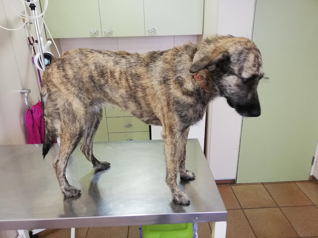 Centre Veterinari Sant Vicenc