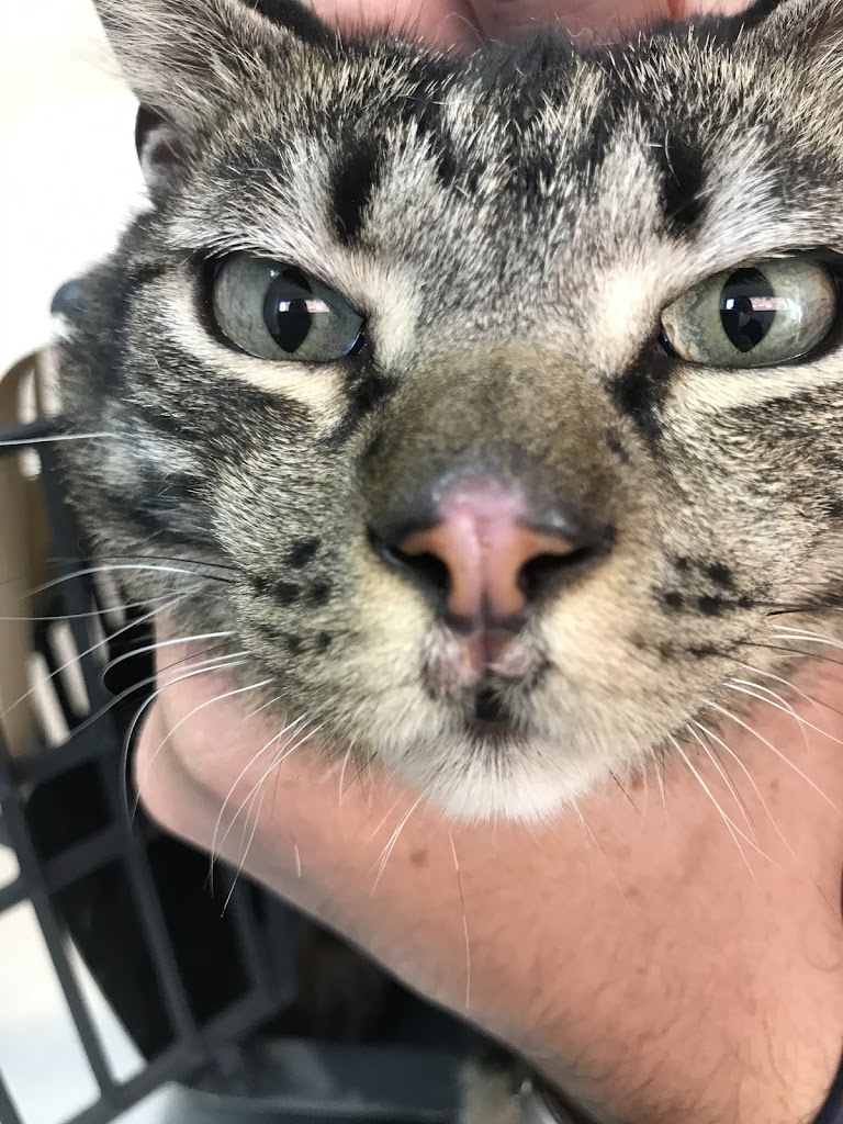 Clinica veterinaria A Farola