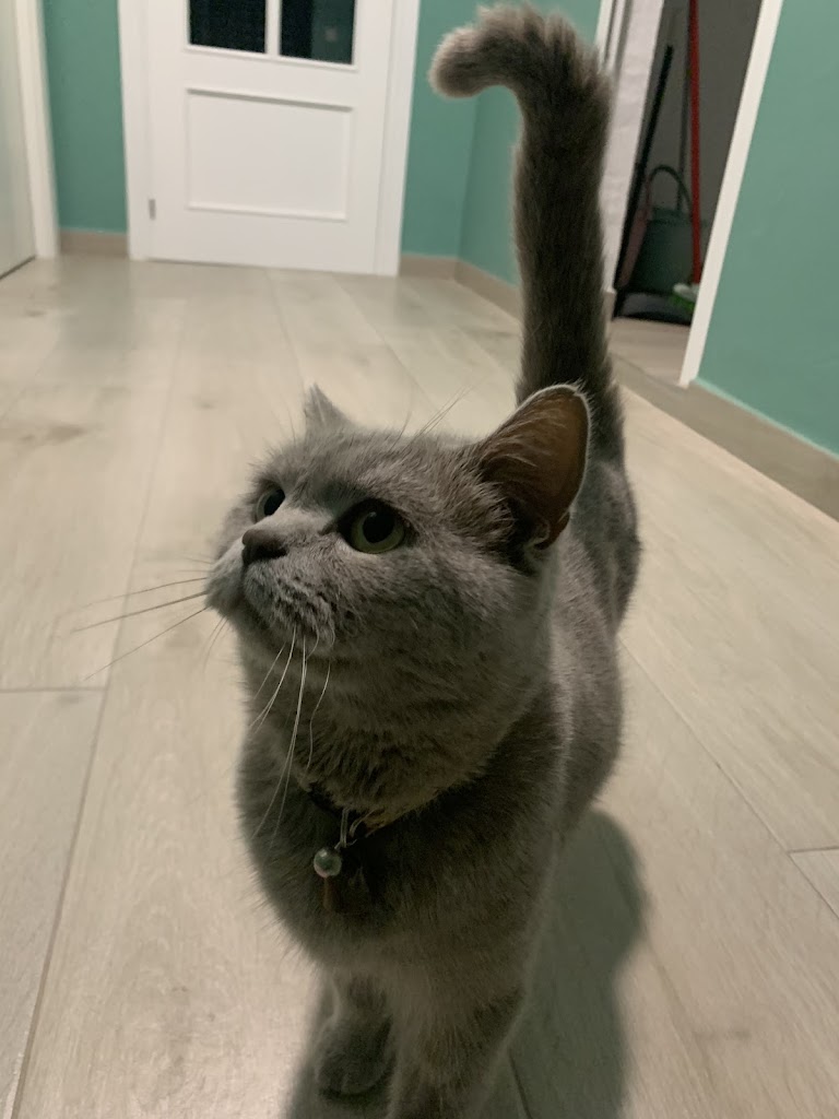 CV MarqVet — Gato