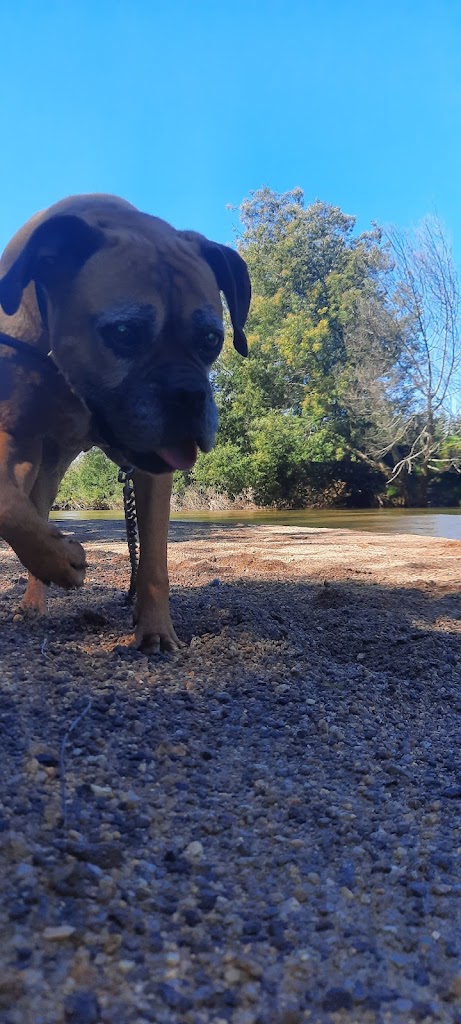 Perro