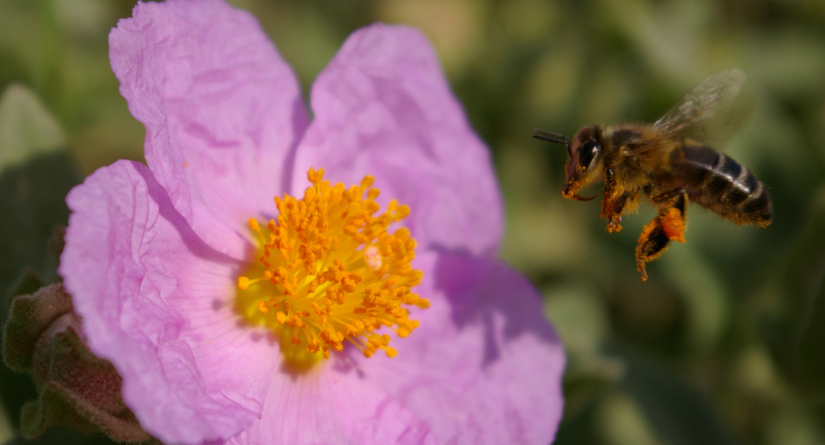 Bon Carma, Terapias Naturales
