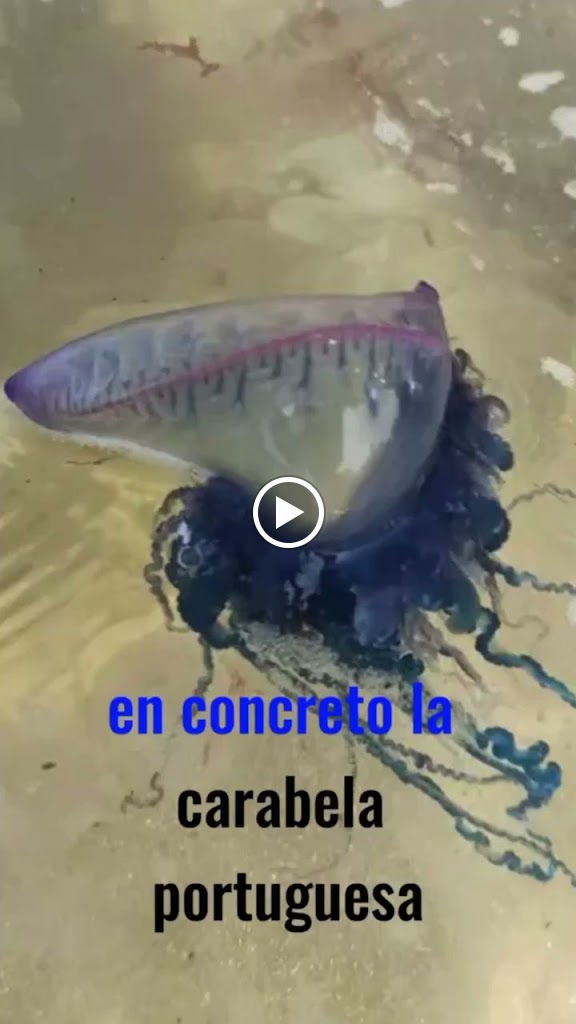 Farmacia Universidad Santander — Videos