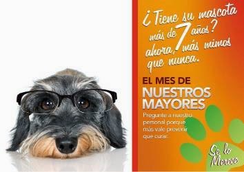 El Casar Clinica Veterinaria — Perro