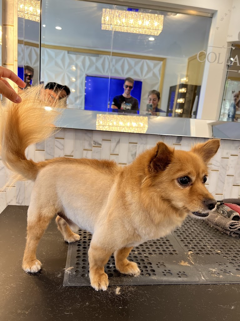Perro