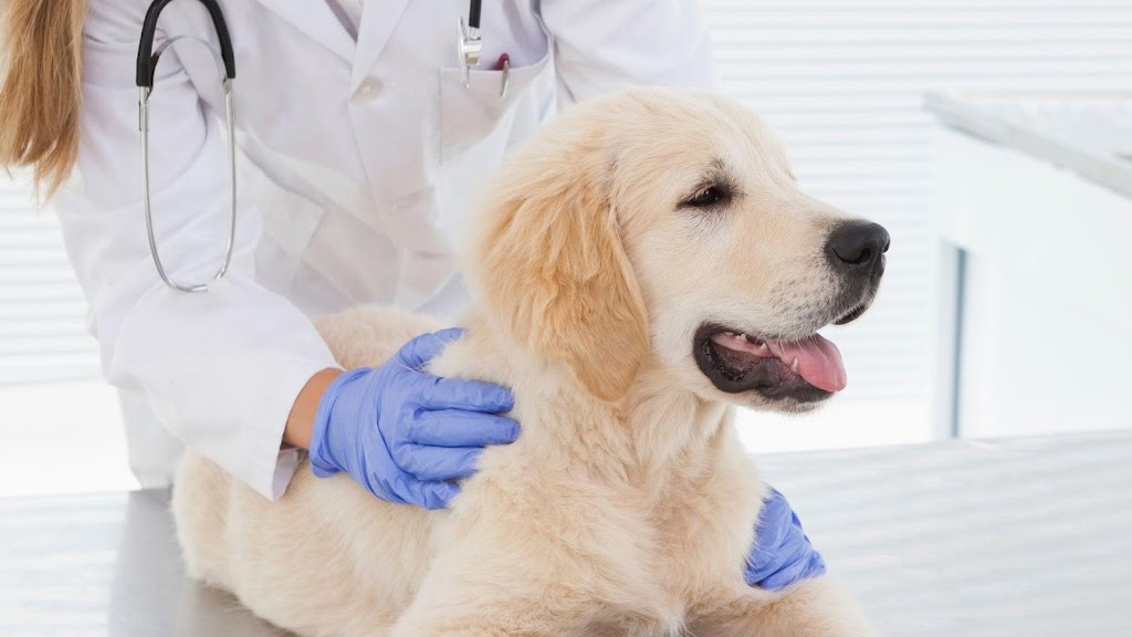 Clinica Veterinaria 3 de Mayo