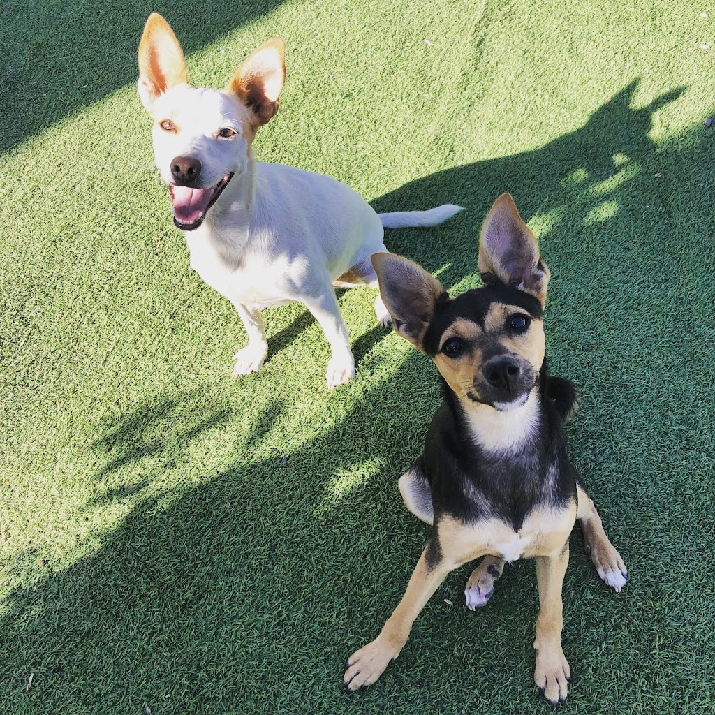 Adrakan. Residencia y bienestar canino