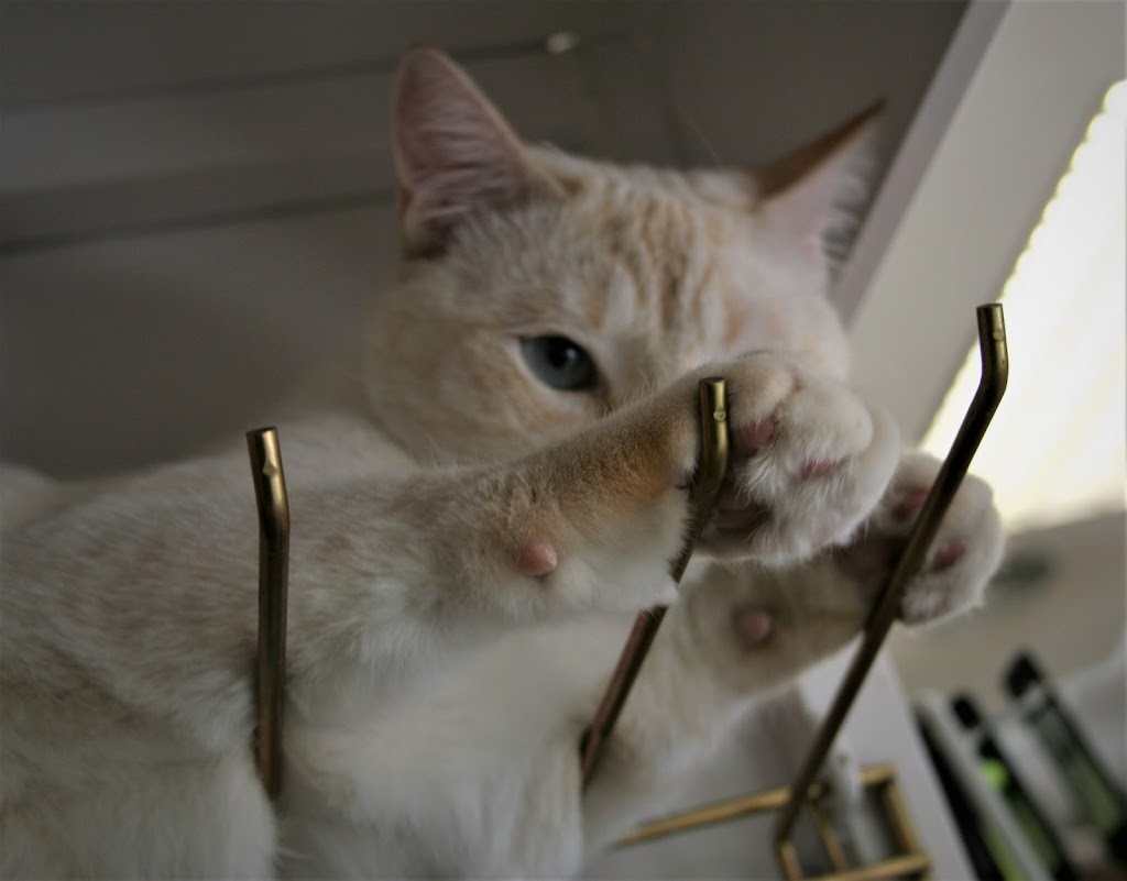 CLINICA VETERINARIA BUTRAGUENO
