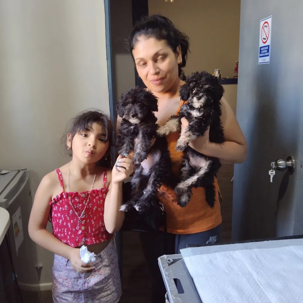 Consulta veterinaria Dr. Ricardo Veliz G. en Copiapó