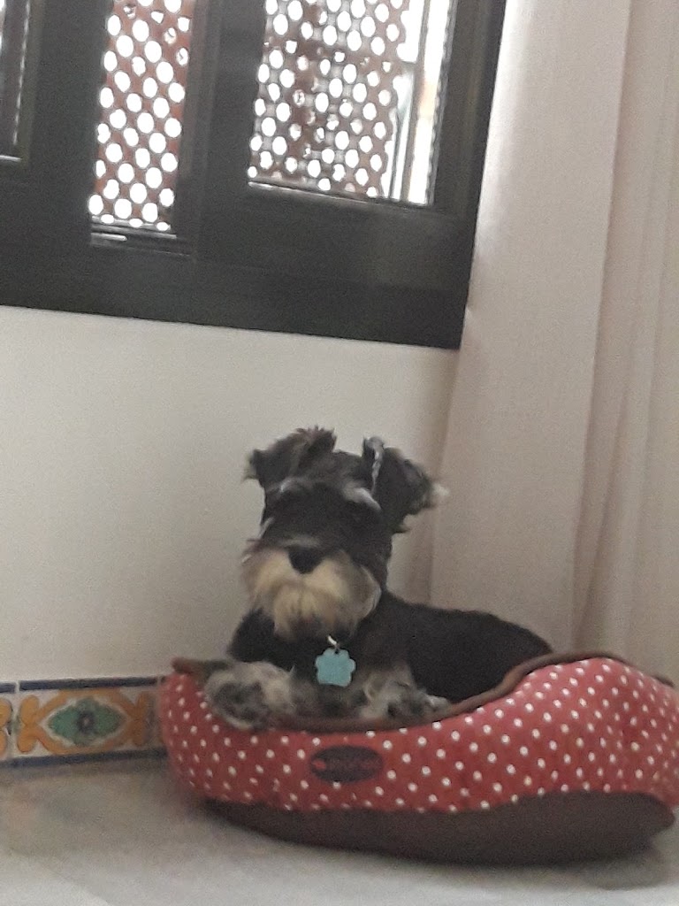 CLINICA VETERINARIA BAILEN — Del propietario