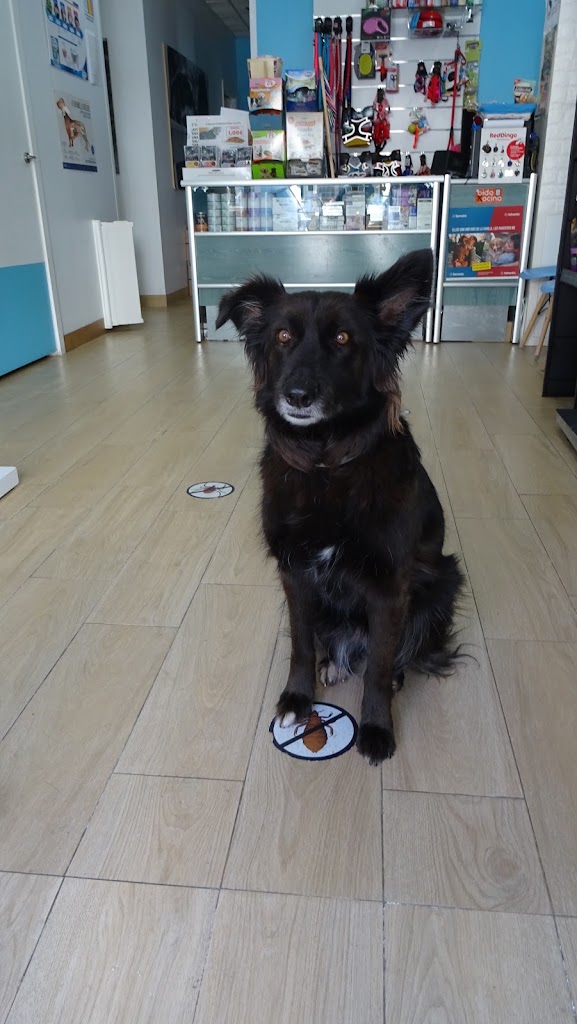 Baloo Clinica Veterinaria — Perro
