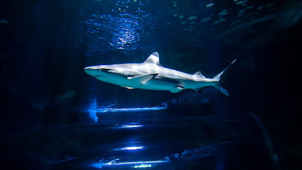 Aquarium Costa Teguise