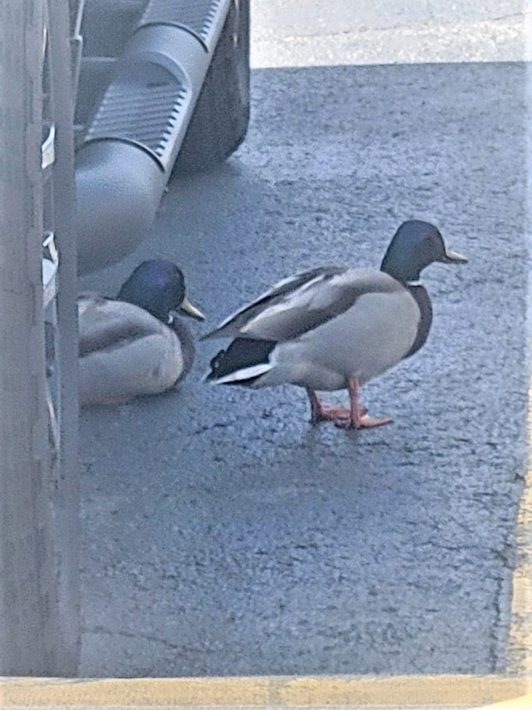  Next Level Fitness 24-7 Chilton, WI