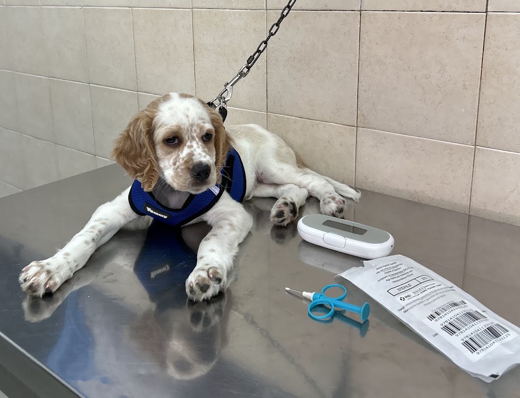 Clinica veterinaria A Farola — Del propietario