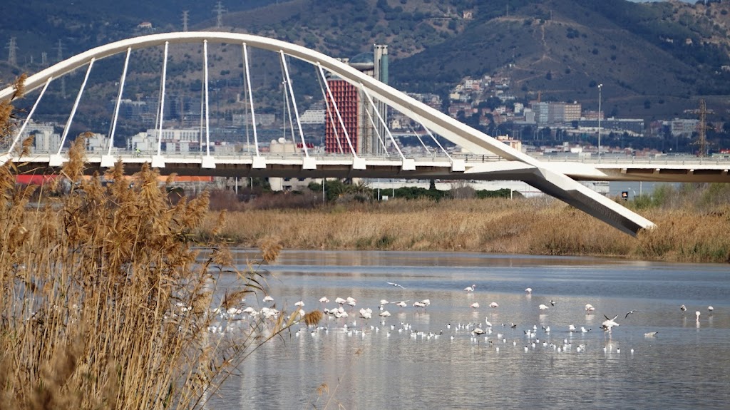 Puente de Nelson Mandela