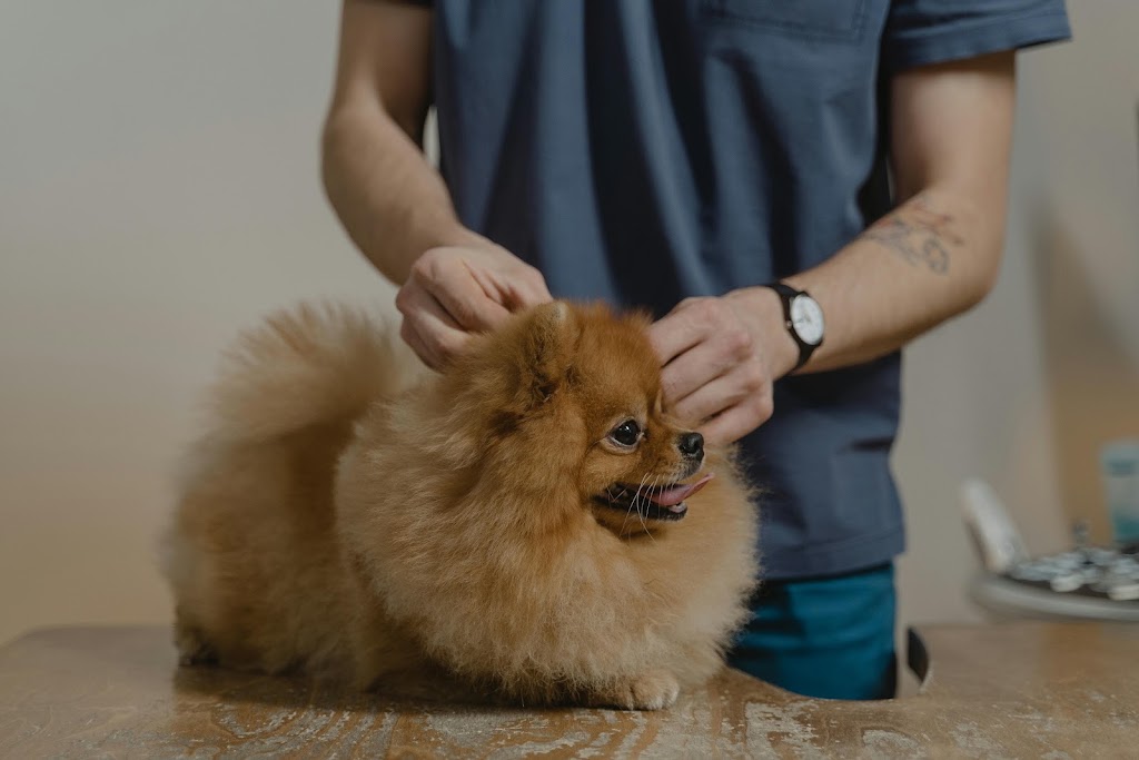 Veterinario Santurtzi | Clinica Veterinaria Santurtzi — Del propietario