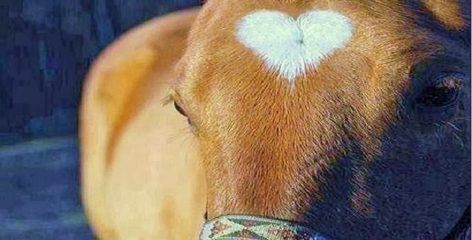 Escuela de Equitacion Hipica de Castellon