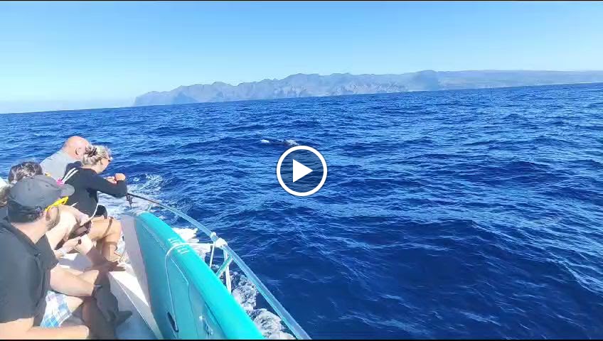Dolphins, boat Trip, Keeper Uno Islas Canarias — Videos