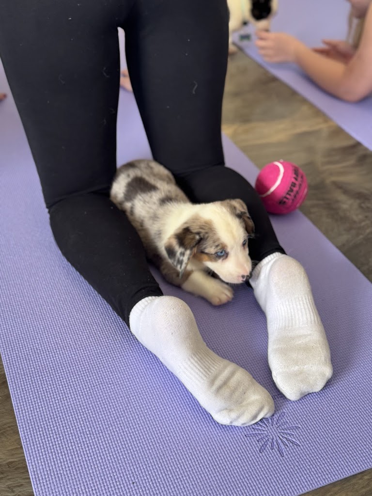 Puppy Yoga Orlando (Puppies Yoga)