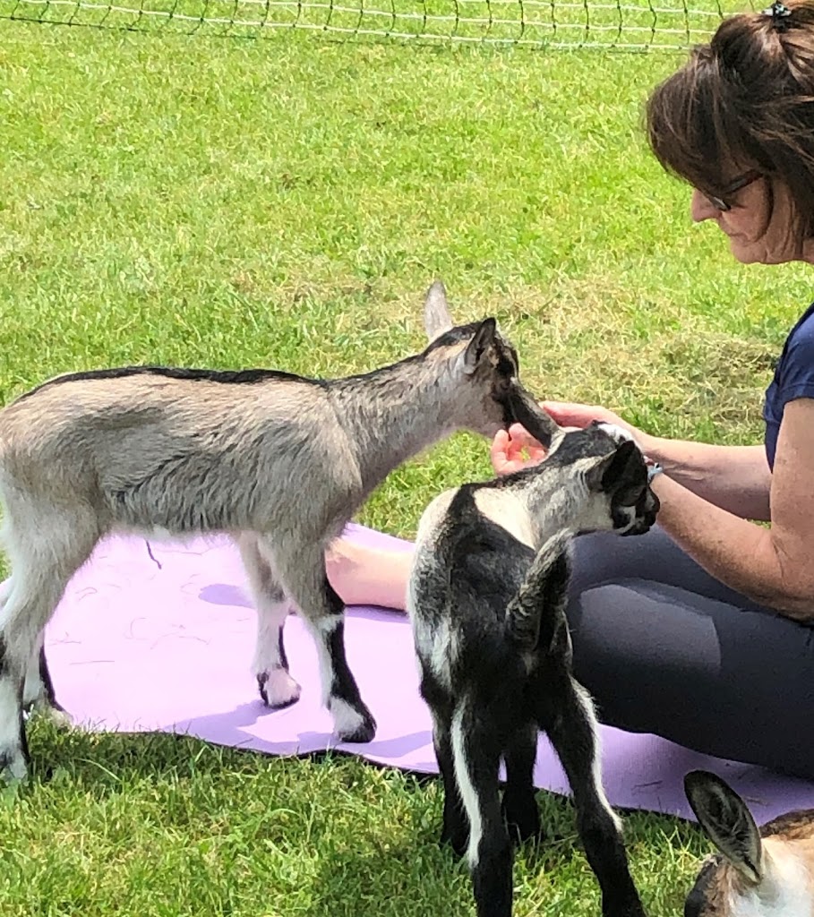  Goat for the Soul, Goat Yoga