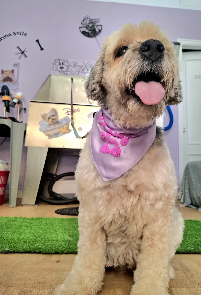 Peluqueria canina petshop tienda de accesorios para perritos y gatos lorena solla