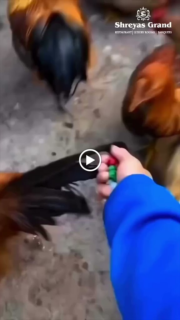 Videos