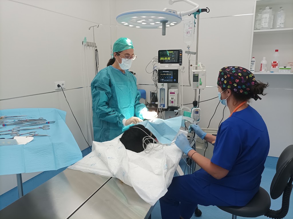 HOSPITAL VETERINARIO 24H MASCOTASALUD — Del propietario