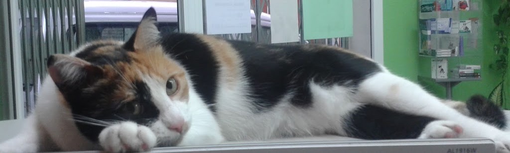 Clinica Veterinaria Viladecavalls — Del propietario