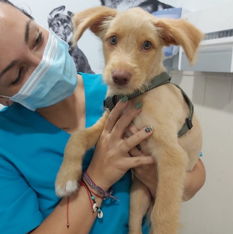 Clinica Veterinaria Torre Natura Veterinaris — Perro