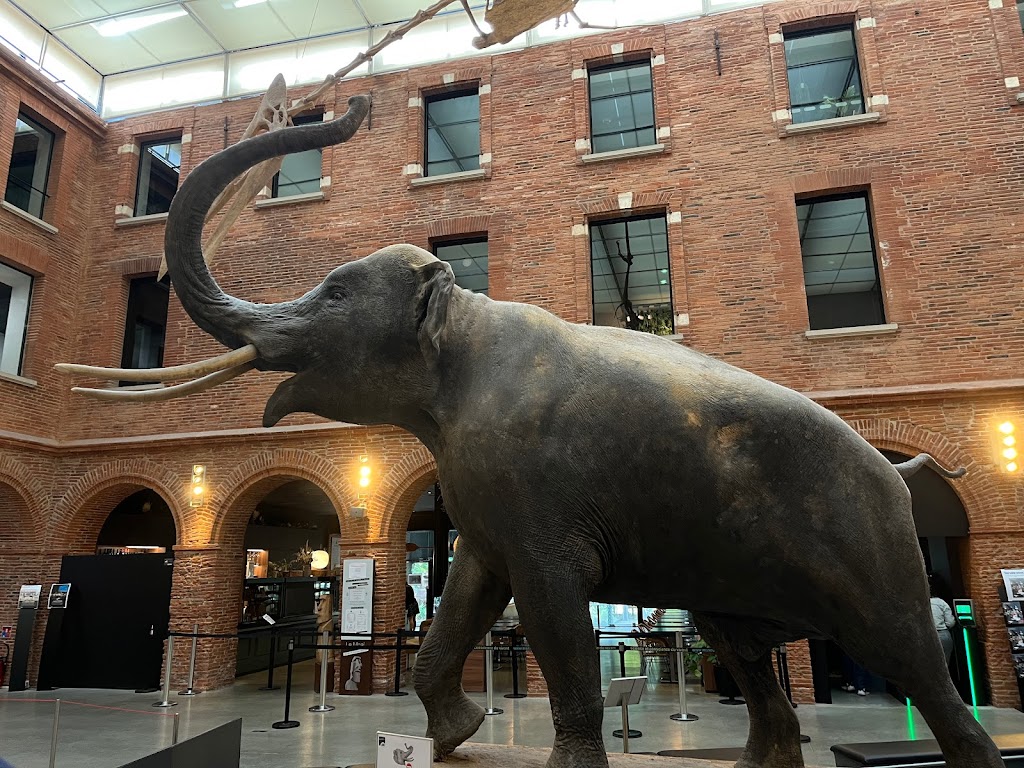Museo de Historia Natural de Toulouse