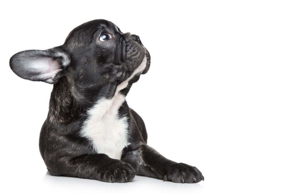 Clinica Veterinaria Cachorros