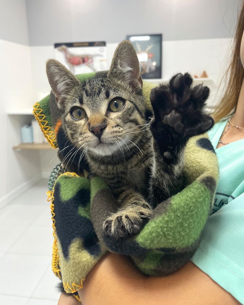 Clinica veterinaria Lluna Plena — Gato
