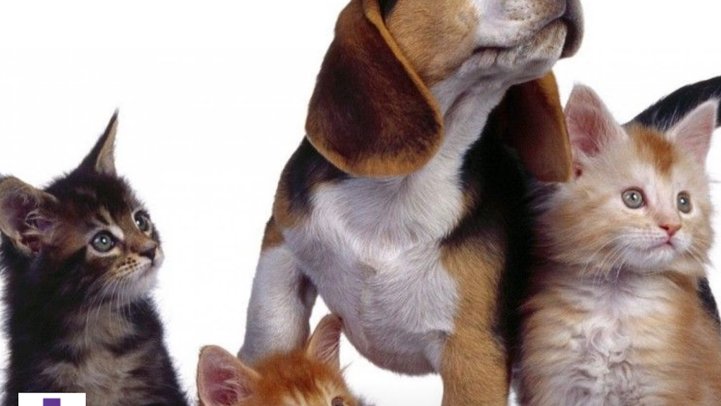 CLINICA VETERINARIA GUITIRIZ