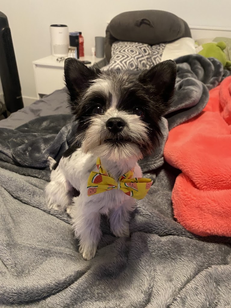 Dog
