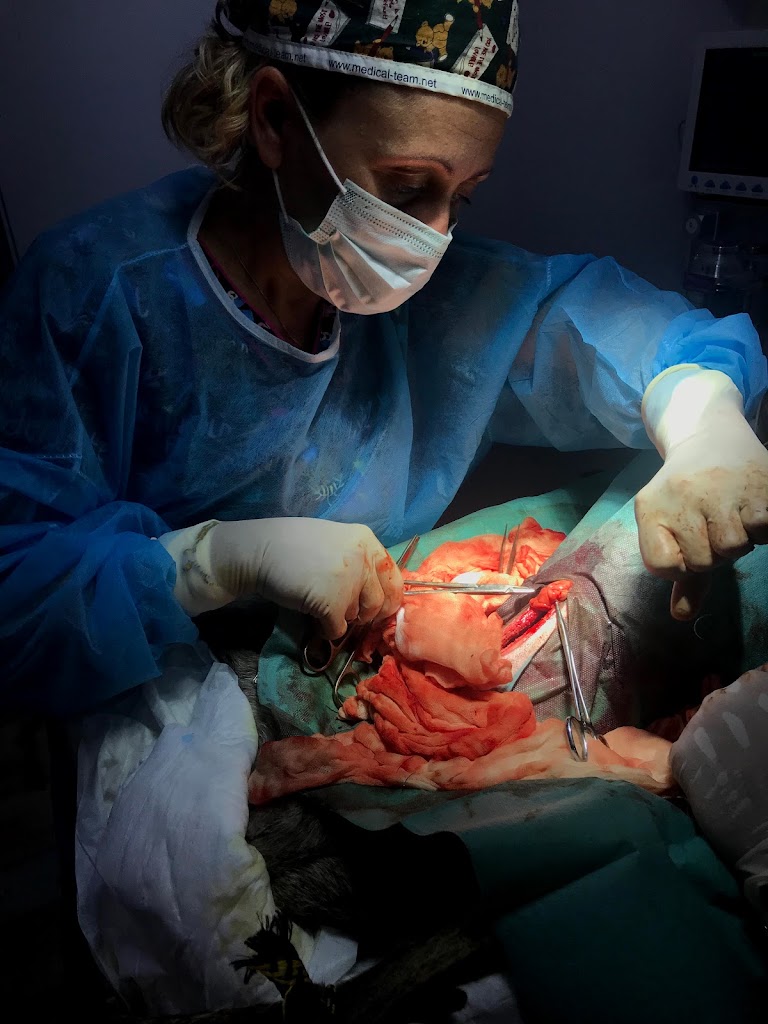 Clinica Veterinaria Fauno — Del propietario