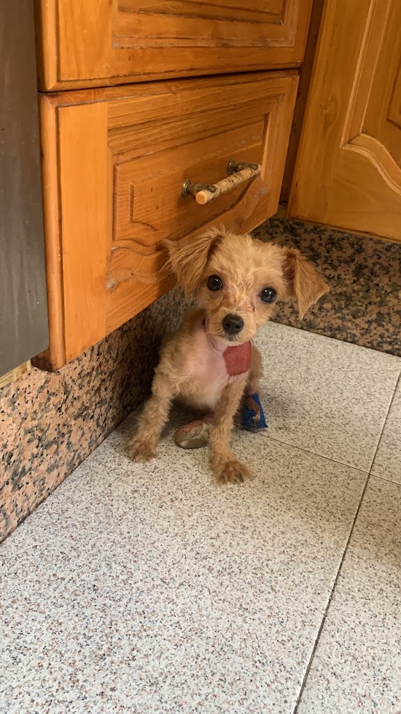 Clinica Veterinaria El Estrecho — Perro