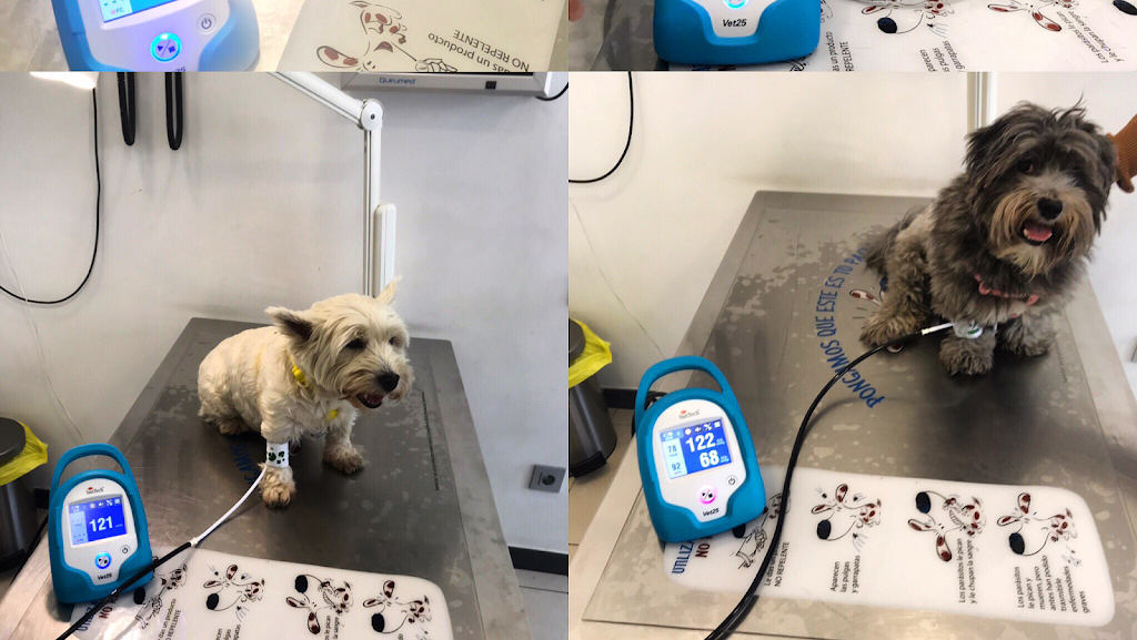 CLINICA VETERINARIA CORVET