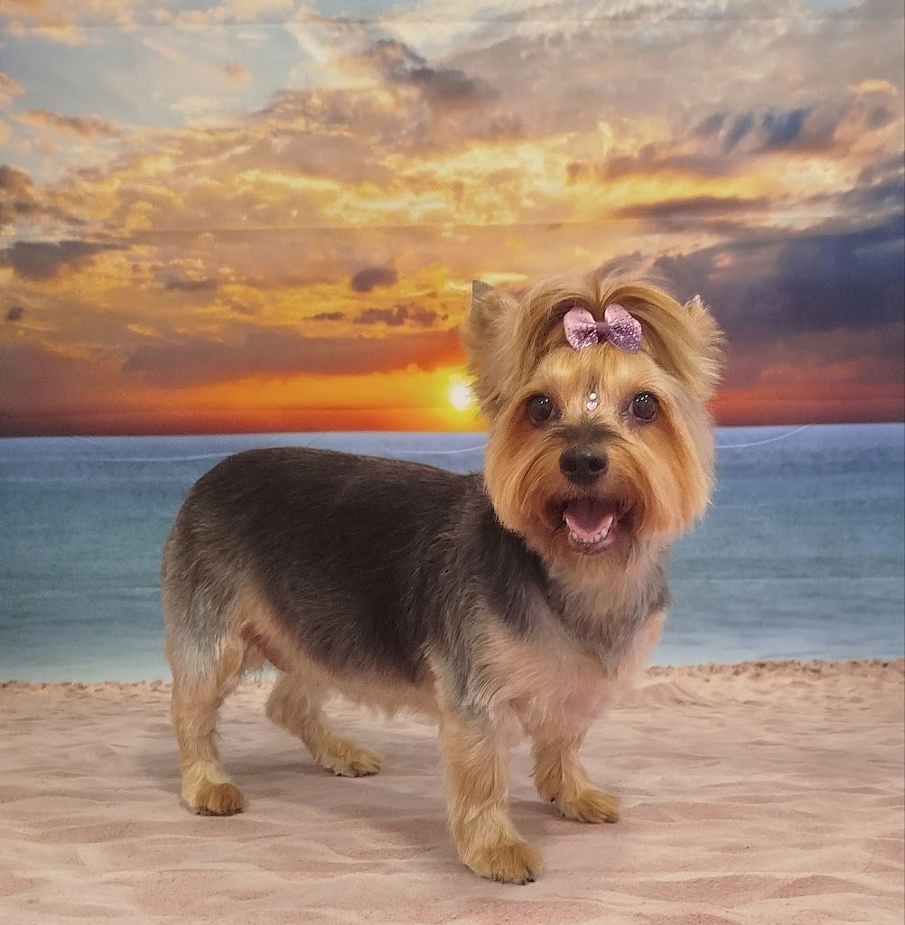 Beluki peluqueria canina