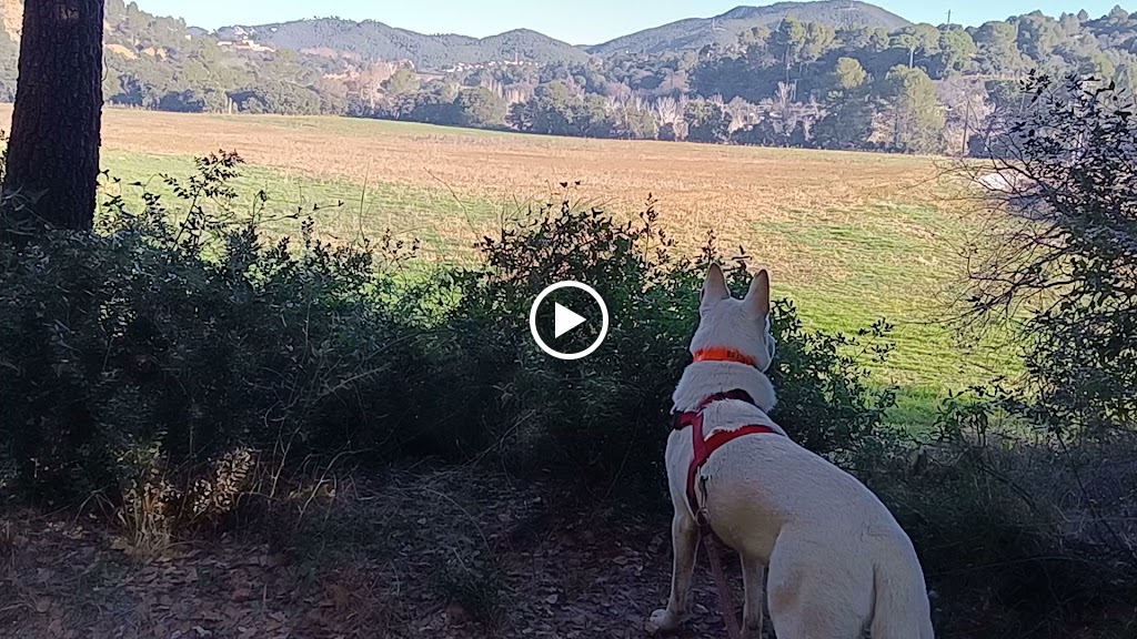 Gual de Can Barba sobre el riu Ripoll — Videos
